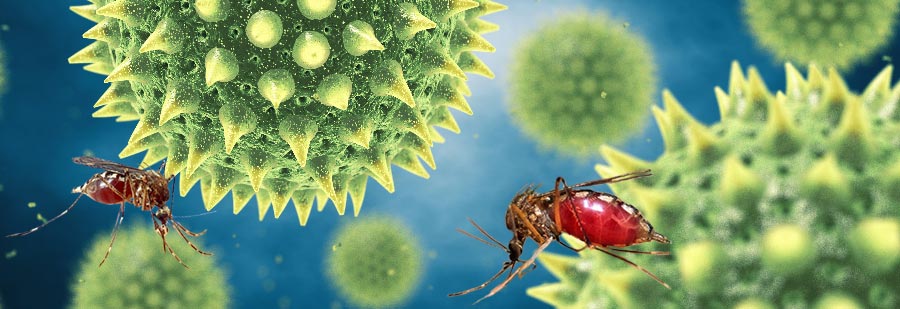 mosquitoes and microscopic examination of tissue as seen under microscope