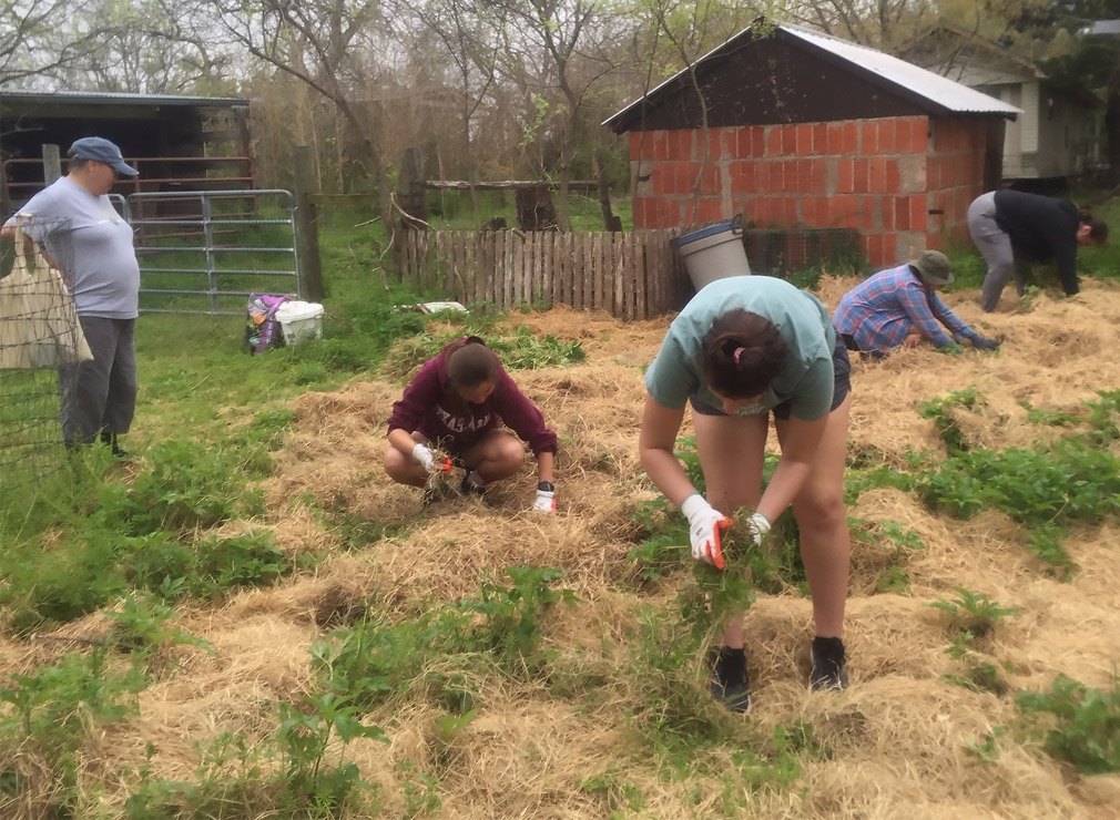 volunteers spreading hay in a garden to prevent weeds from growing