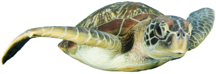 green sea turtle study