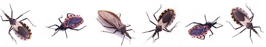 triatomine bugs