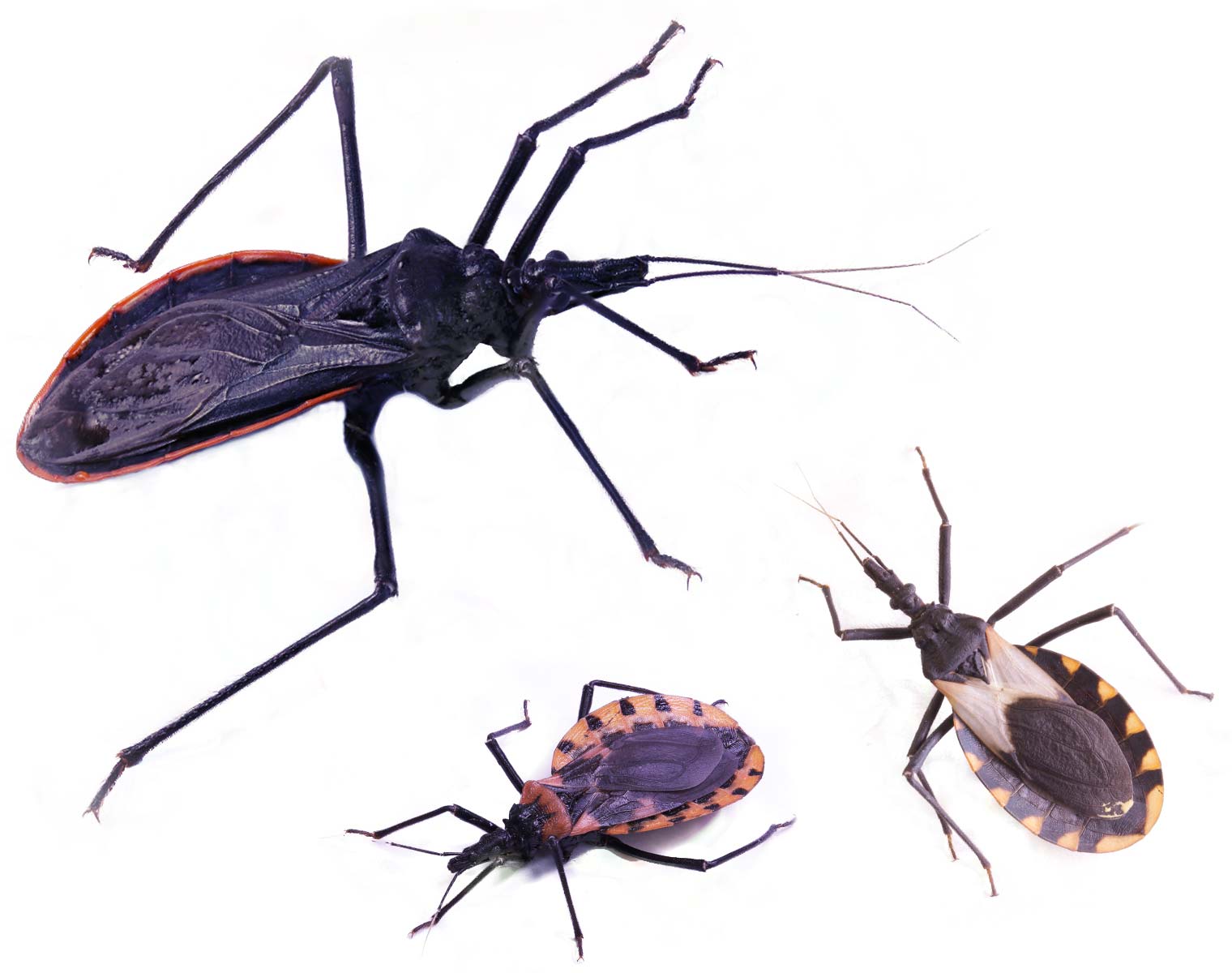 triatomine bugs
